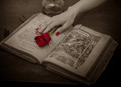 Książka, Dłoń, Róża