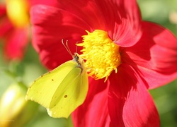 Motyl, Cytrynek, Owad, Kwiat, Dalia