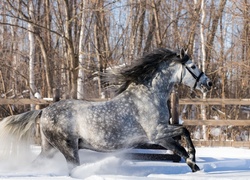 Zima, Śnieg, Drzewa, Koń