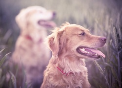 Golden, Retriever, Rozmycie