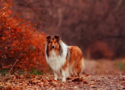 Jesień, Krzewy, Pies, Owczarek, Szkocki, Collie ,Liście