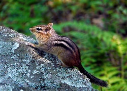 Skała, Chipmunk