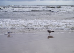 Morze, Bałtyckie, Plaża, Mewy