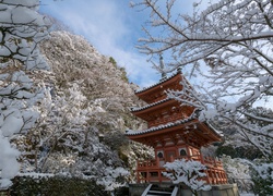 Zima, Świątynia, Drzewa, Kyoto, Japonia