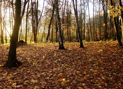 Park, Drzewa, Jesień, Przebijające Światło