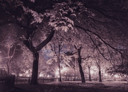 Park, Noc, Drzewa