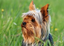 Zapatrzony, Yorkshire, Terrier, Łąka, Trawa