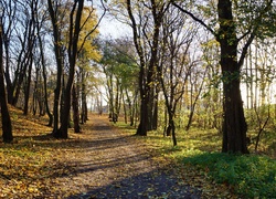 Park, Droga, Drzewa, Jesień, Przebijające Światło