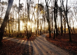 Park, Alejki, Drzewa, Jesień, Przebijające Światło