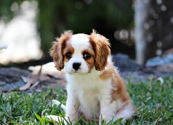 Mały, Piesek, Szczeniak, Cavalier King Charles spaniel