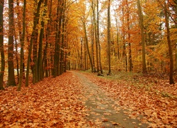 Jesień, Droga, Park, Jesienne, Liście