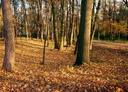 Park, Drzewa, Jesień
