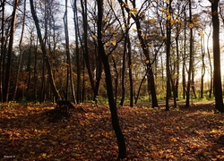 Park, Drzewa, Jesień, Przebijające Światło