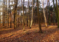 Park, Drzewa, Jesień