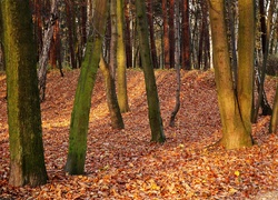 Park, Jesień, Dtzewa