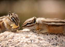 Skała, Chipmunk