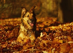 Pies, Suczka, Shila, Jesień, Liście
