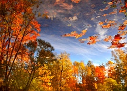 Jesień, Drzewa, Liście, Woda, Odbicie