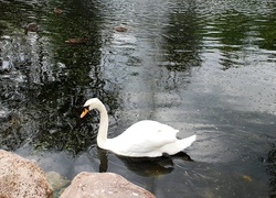 Park, Staw, Biały, Łabędz