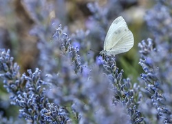 Motyl, Motylek, Lawenda