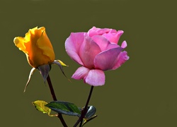 Dwie, Róże, Żółta, Różowa