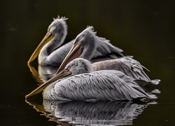Ptaki, Pelikany