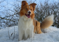 Śliczny, Piesek, Border Collie