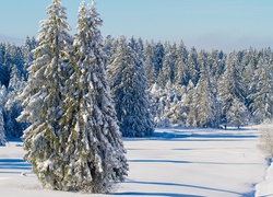 Zima, Ośnieżone, Świerki