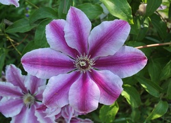 Clematis