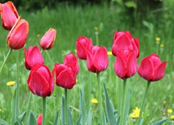 Tulipany