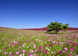 Japonia, Park Hitachinaka, Łąka