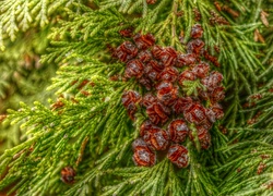 Iglak, Tuja, Małe, Szyszki, HDR