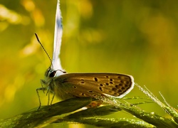 Motyl, Trawa, Kropelki, Woda