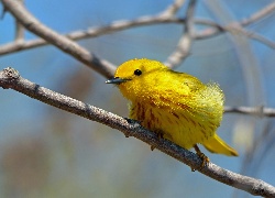 Żółty, Ptak, Gałązki