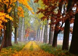 Jesień , Drzewa , Liście