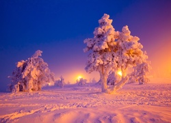 Zima, Drzewa, Śnieg, Wschód słońca