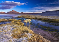 Boliwia, Jezioro, Alpaka