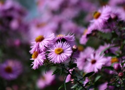 Fioletowe, Kwiaty, Astry