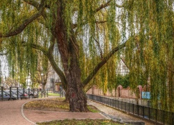 Gdańsk, Alejka, Wierzba, HDR