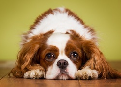 Pies, King Charles Spaniel