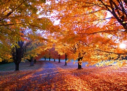 Droga, Drzewa, Jesień, Park