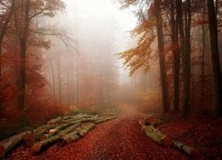 Las, Droga, Mgła, Jesień, Kłody