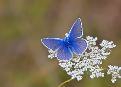Niebieski, Motyl, Motylek, Białe, Kwiatki