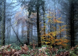 Las, Drzewa, Mgła, Paprocie, Jesień