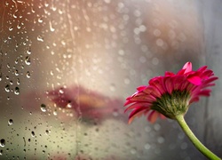 Kwiat, Gerbera, Szyba, Odbicie, Krople