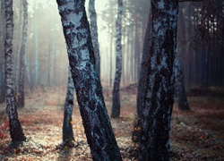 Brzozowy, Las, Mgła, Wschód Słońca