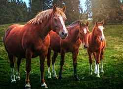 Trzy Konie