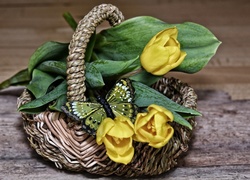 Żółte, Tulipany, Motylek, Koszyk