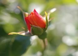 Róża, Pąk, Kwiat
