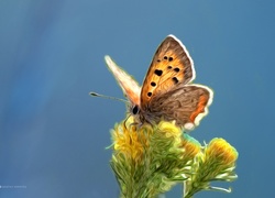 Motyl, Kwiaty, Grafika